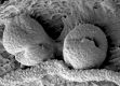 image of Tylerianthus crossmanensis