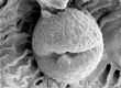 image of Tylerianthus crossmanensis