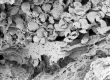 image of Tylerianthus crossmanensis