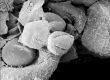 image of Tylerianthus crossmanensis