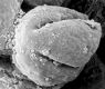 image of Tylerianthus crossmanensis
