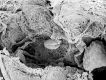 image of Tylerianthus crossmanensis