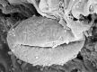 image of Tylerianthus crossmanensis