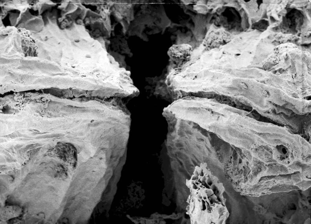 Hydrangeaceae Tylerianthus crossmanensis