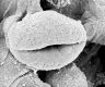 image of Tylerianthus crossmanensis