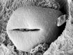 image of Tylerianthus crossmanensis