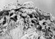 image of Tylerianthus crossmanensis