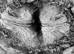 image of Tylerianthus crossmanensis