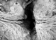 image of Tylerianthus crossmanensis