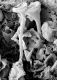 image of Tylerianthus crossmanensis