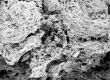 image of Tylerianthus crossmanensis