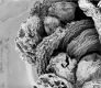 image of Tylerianthus crossmanensis
