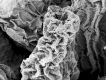 image of Tylerianthus crossmanensis