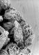 image of Tylerianthus crossmanensis