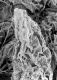 image of Tylerianthus crossmanensis