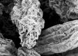image of Tylerianthus crossmanensis