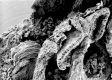 image of Tylerianthus crossmanensis