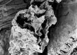 image of Tylerianthus crossmanensis