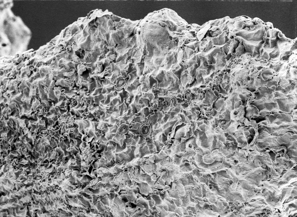 Hydrangeaceae Tylerianthus crossmanensis