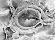image of Tylerianthus crossmanensis