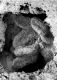 image of Tylerianthus crossmanensis