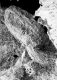 image of Tylerianthus crossmanensis