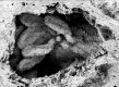 image of Tylerianthus crossmanensis