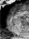 image of Tylerianthus crossmanensis
