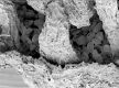 image of Tylerianthus crossmanensis