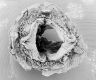 image of Tylerianthus crossmanensis