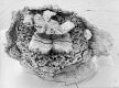 image of Tylerianthus crossmanensis