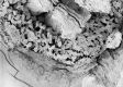 image of Tylerianthus crossmanensis