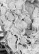 image of Tylerianthus crossmanensis