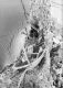 image of Tylerianthus crossmanensis