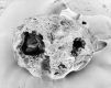image of Tylerianthus crossmanensis