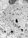 image of Tylerianthus crossmanensis