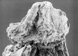 image of Tylerianthus crossmanensis