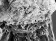 image of Tylerianthus crossmanensis