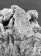 image of Tylerianthus crossmanensis