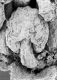 image of Tylerianthus crossmanensis