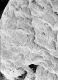 image of Tylerianthus crossmanensis