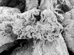 image of Tylerianthus crossmanensis