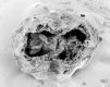 image of Tylerianthus crossmanensis
