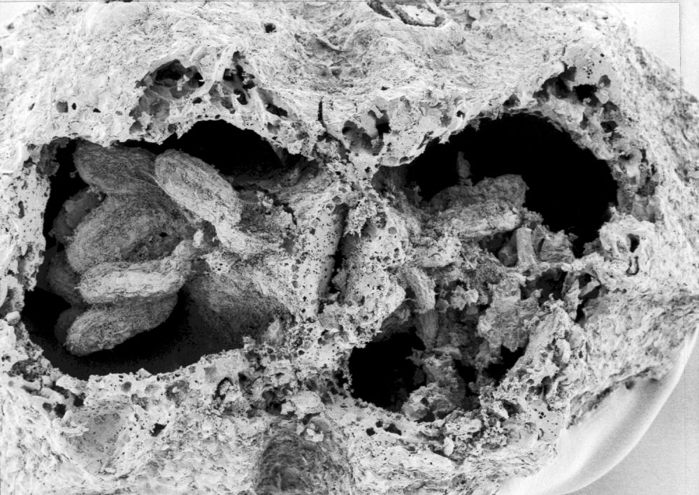 Hydrangeaceae Tylerianthus crossmanensis