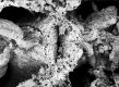 image of Tylerianthus crossmanensis