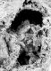image of Tylerianthus crossmanensis