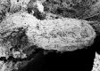image of Tylerianthus crossmanensis