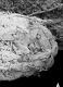 image of Tylerianthus crossmanensis