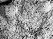 image of Tylerianthus crossmanensis