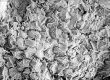 image of Tylerianthus crossmanensis